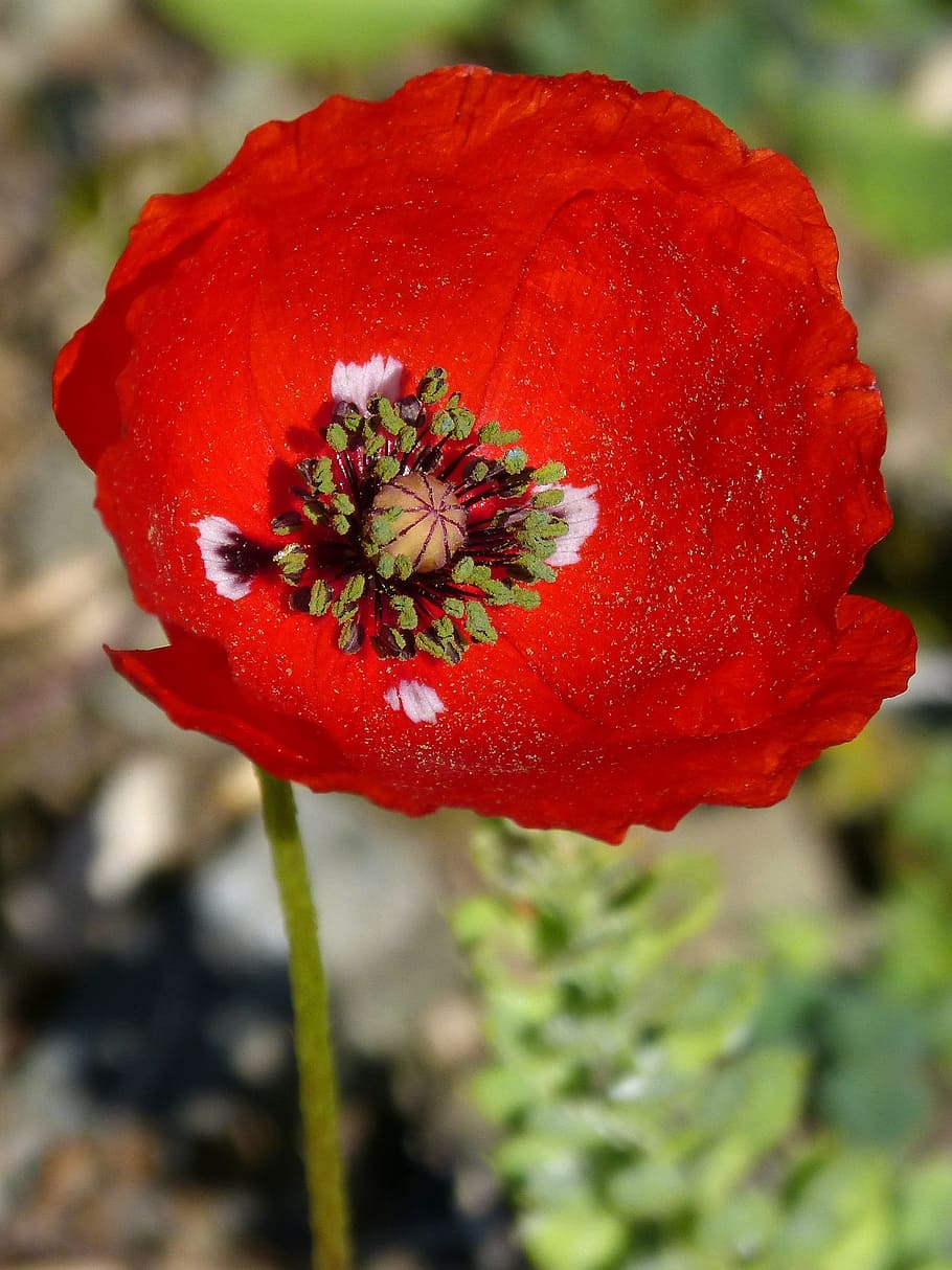 poppy, ababol, flower, spring, beauty, red, flowering plant HD wallpaper