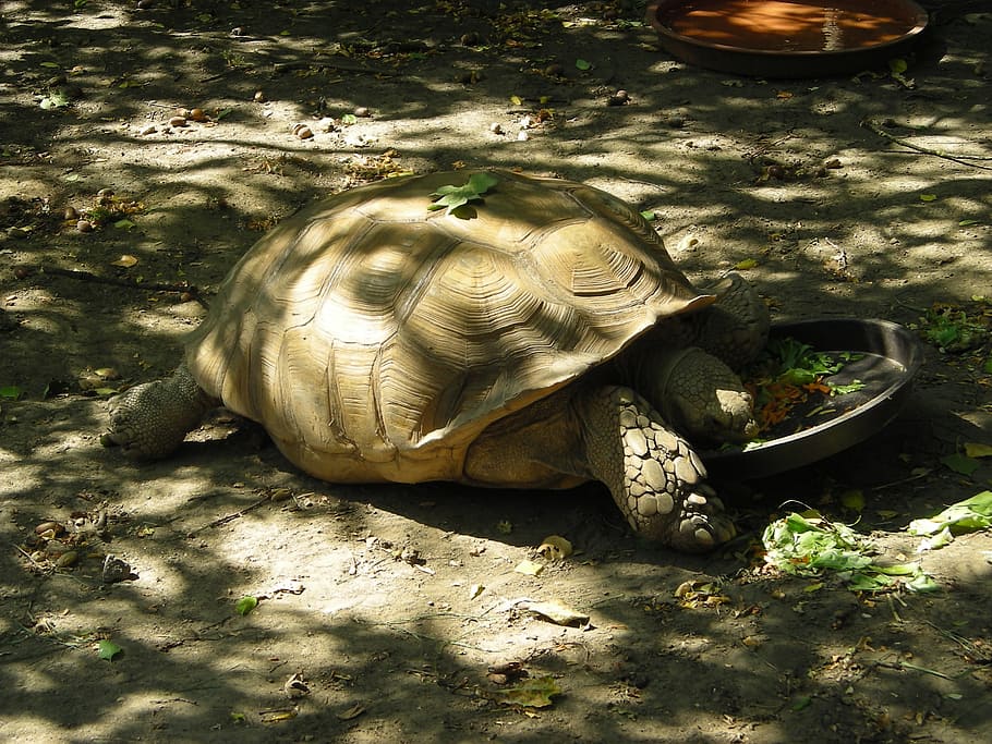 animal, turtle, water, sunlight, nature, reptile, animals in the wild HD wallpaper