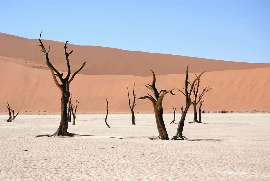 brown withered trees in desert, dead vlei, namibia, dunes, sand