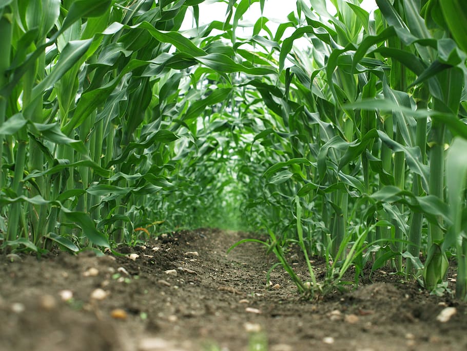 Maize, Field, Agriculture, green, farming, food, summer, plant, HD wallpaper