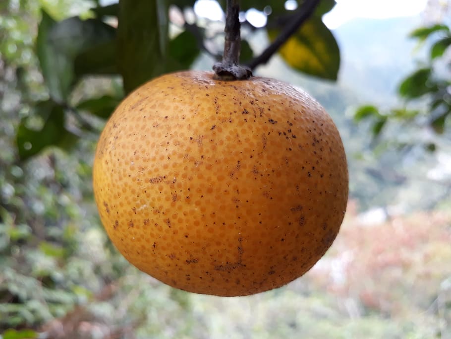 fruit, food, nature, tree, healthy eating, food and drink, close-up HD wallpaper