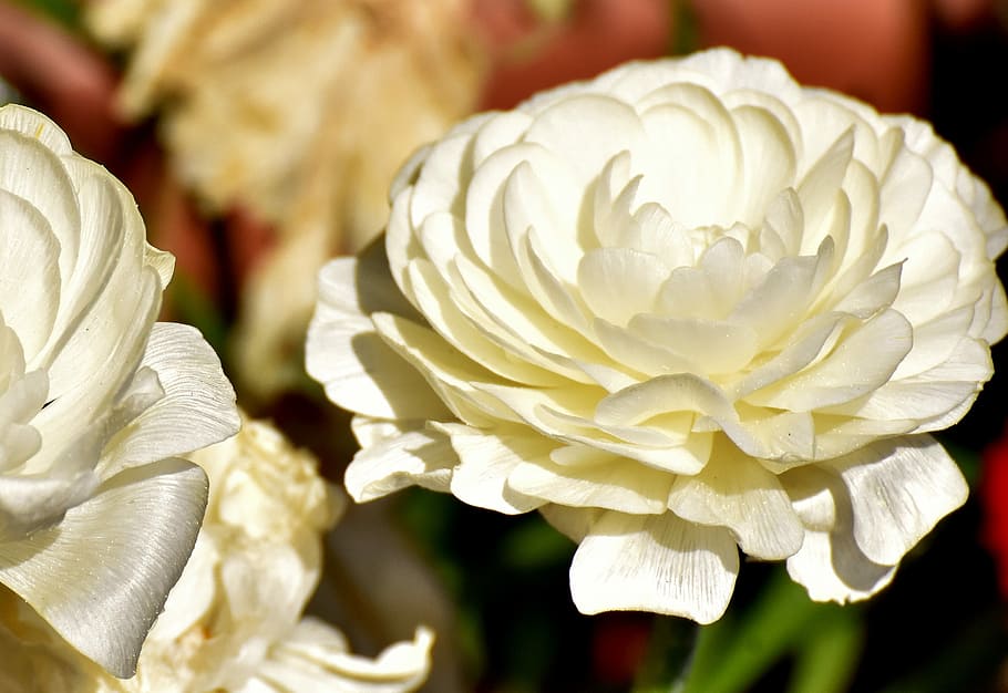 white petaled flower in bloom, ranunculus, ranunculus flower HD wallpaper