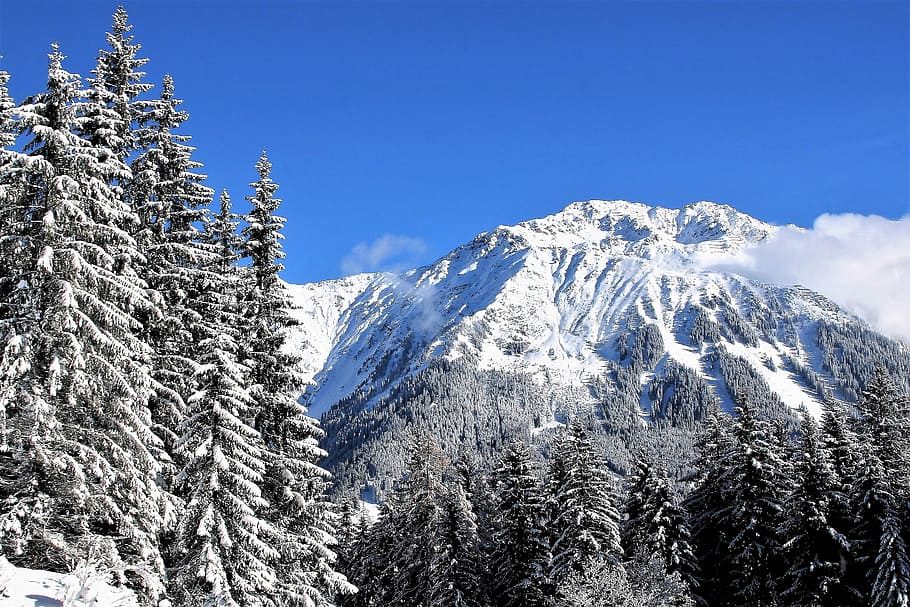 tall trees in front of mountain, sky, blue, snow-covered trees HD wallpaper
