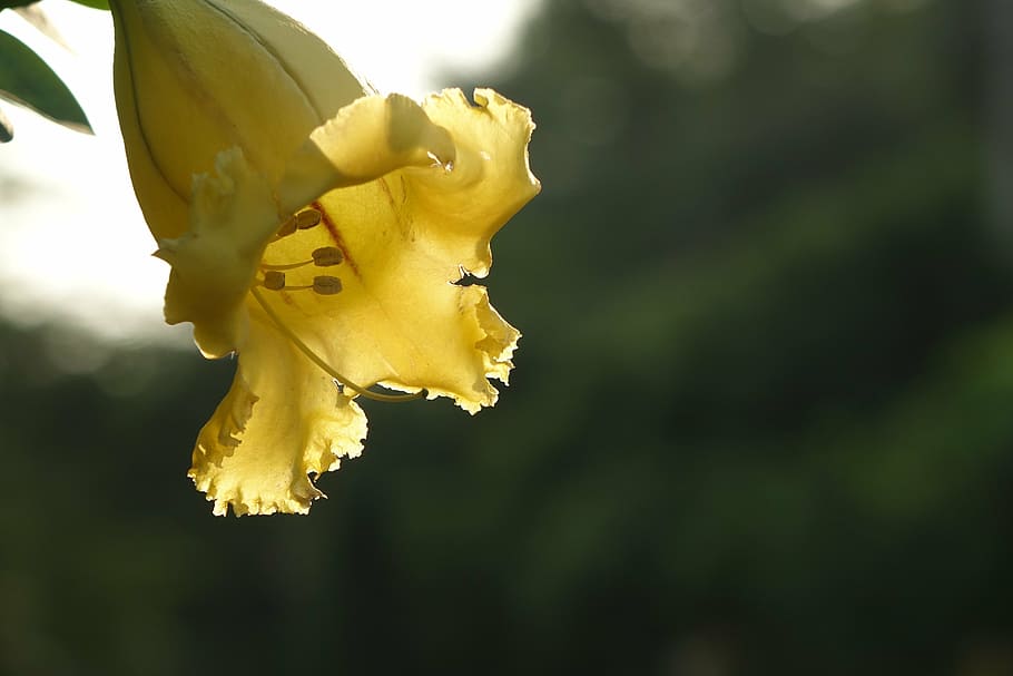 gold cup flower, trumpet, as award cups, yellow, vulnerability, HD wallpaper