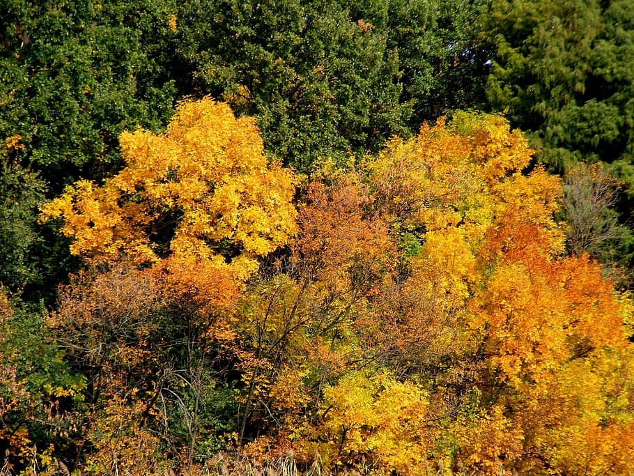 trees, autumn, landscape, leaf, feerie, yellow, nature, forest HD wallpaper