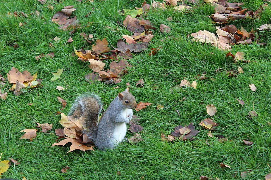 squirrel, animal, nature, forest, pet, rodent, grass, cute HD wallpaper
