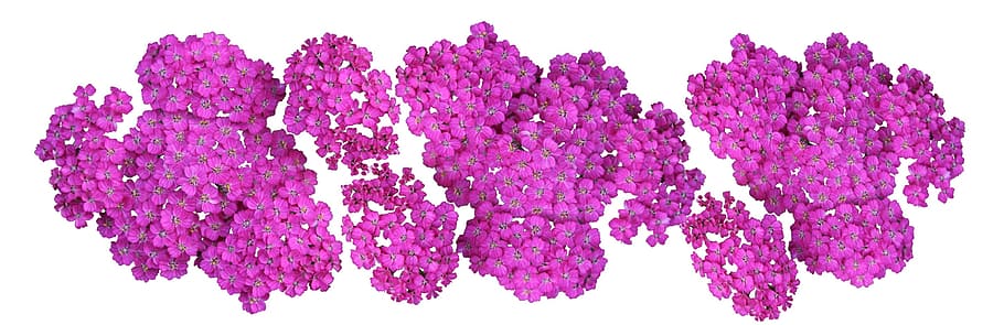 header, plant, achillea, yarrow, blossom, flower, perennial HD wallpaper