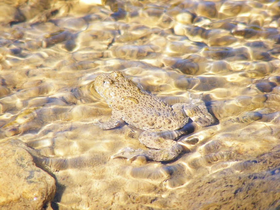frog, toad, wildlife, amphibian, animal, water, swimming, nature HD wallpaper
