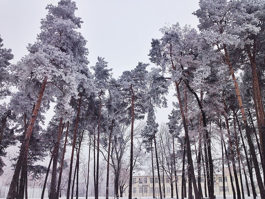winter, schnee, bäume, tree, plant, beauty in nature, growth HD wallpaper
