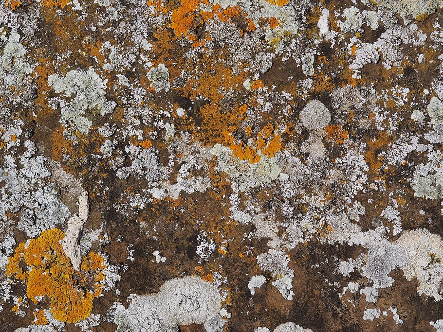 lichen, stone, rock, old, patina, growth, full frame, backgrounds, HD wallpaper