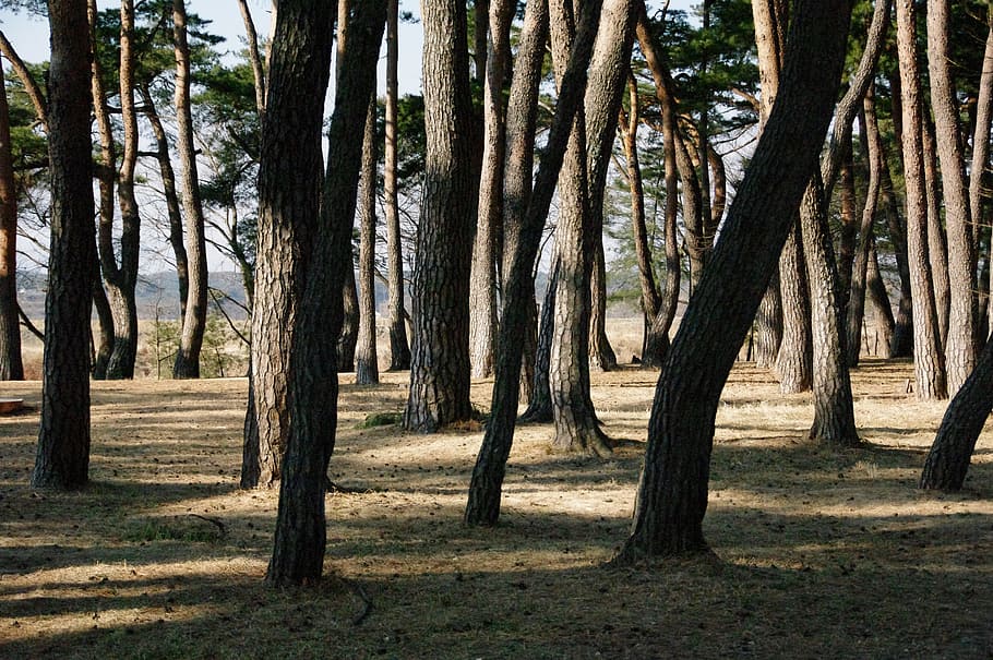 pine, forest, nature, tree, plant, trunk, tree trunk, tranquility HD wallpaper