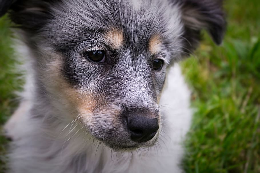 dog, puppy, views, each, one animal, canine, mammal, domestic HD wallpaper