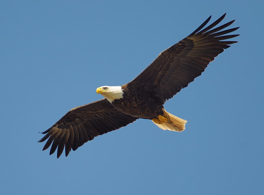 bald eagle on mid-air, fly, bird, symbol, american, flying HD wallpaper