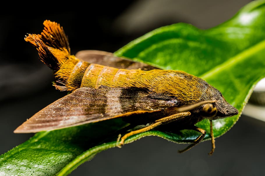 moth, butterfly, insect, close, animal themes, one animal, animal wildlife HD wallpaper