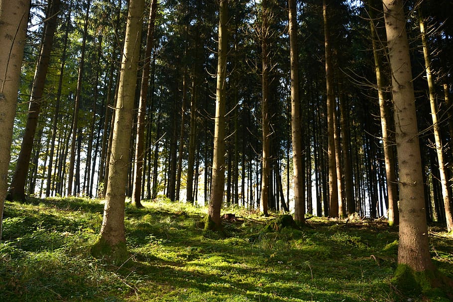 Brown, Forest, Nature, Leaves, green, trees, pine, tree trunk HD wallpaper