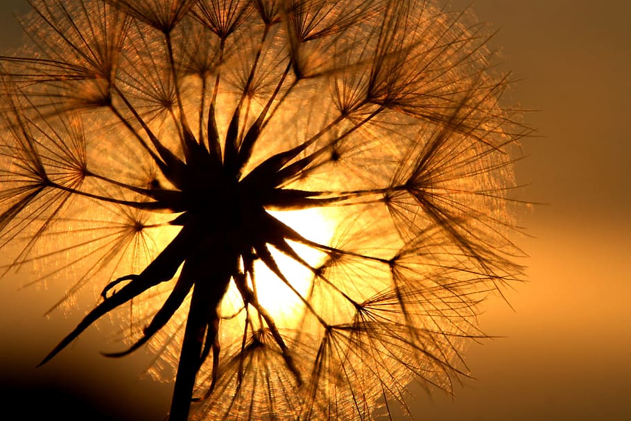 white flower, dandelion, back light, meadow, grass, grasses HD wallpaper