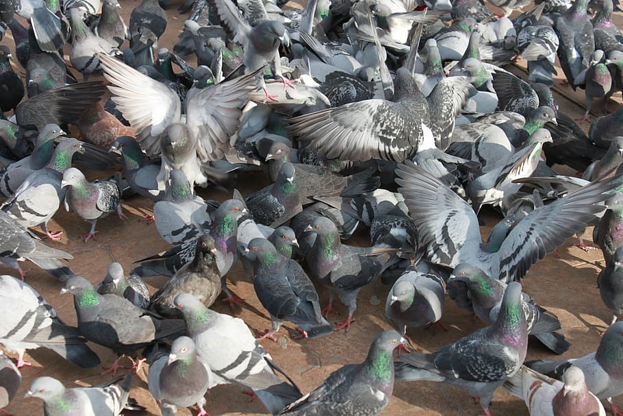 close-up, flock, flying, pigeons, square, town, birds, vertebrate HD wallpaper