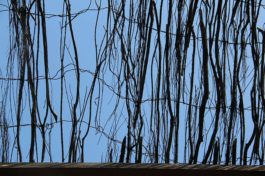 Sky, Branch, Fence, Texture, Background, bare tree, no people HD wallpaper