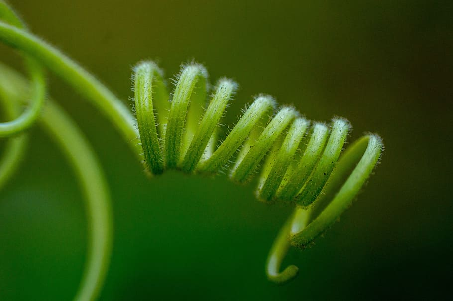 wow, nature, copyright, green color, close-up, growth, plant HD wallpaper