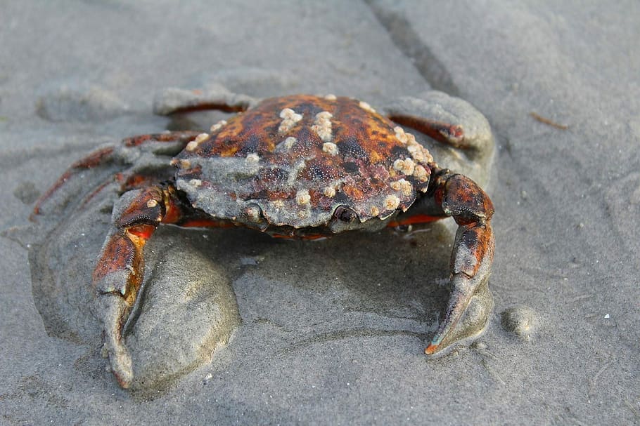 Crab, Ocean, Sea, Sea, Shell, Marine, shellfish, nature, crustacean HD wallpaper