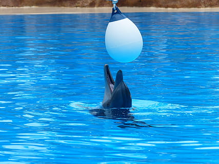 Bottlenose Dolphin, Play, Fun, funny, satisfied, ball, boje HD wallpaper