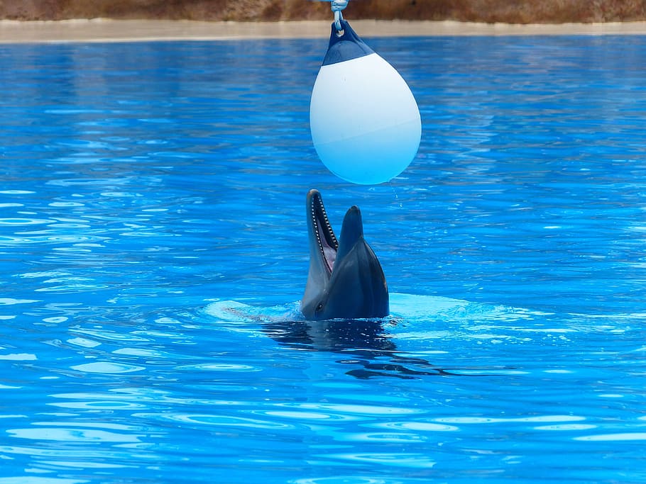 HD wallpaper: Bottlenose Dolphin, Play, Fun, funny, satisfied, ball ...
