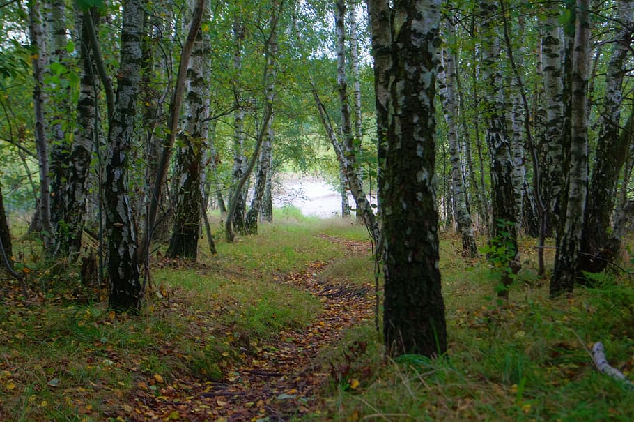 away, path, forest, tree, birch, migratory path, trail, hiking HD wallpaper