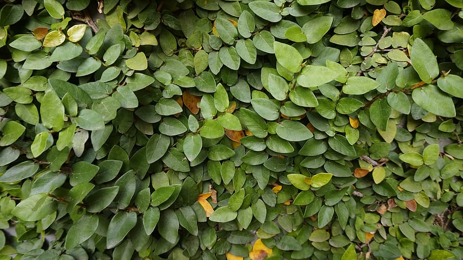 plant, leaf, creeper, green color, plant part, full frame, growth HD wallpaper