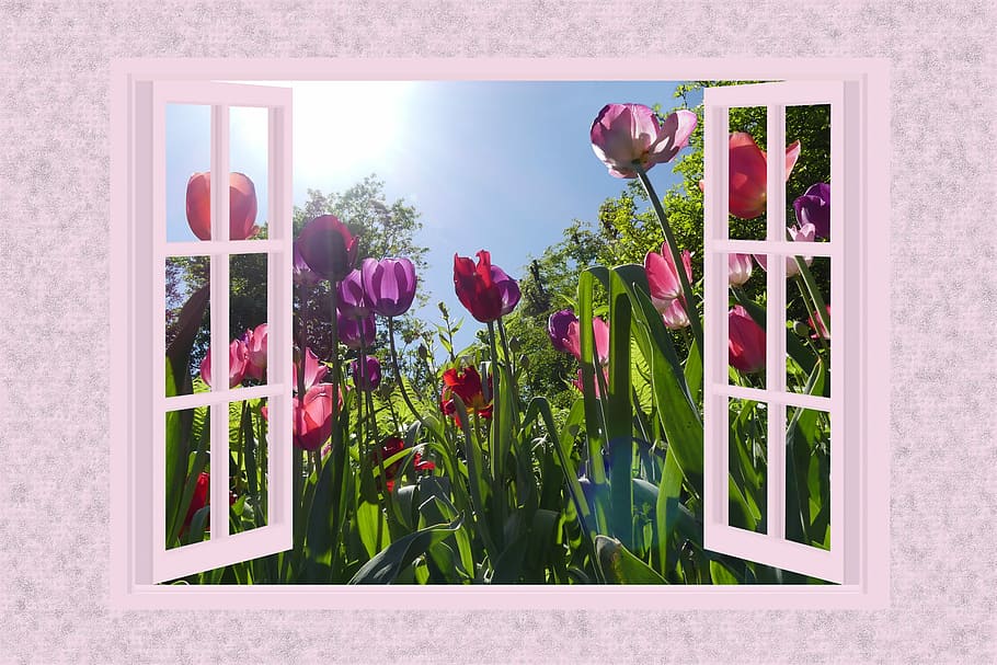 white glass windows and assorted-color flowers clip art, tulips