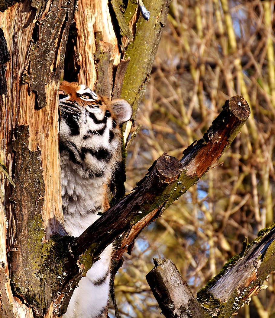 tiger, predator, fur, beautiful, dangerous, cat, wildlife photography HD wallpaper