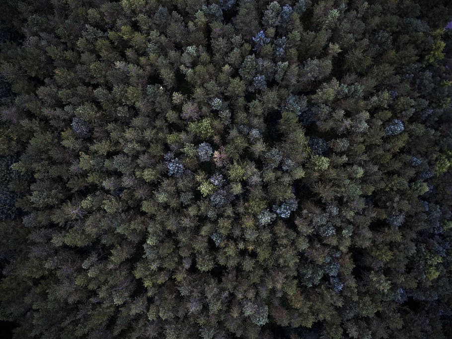 aerial shot of green forest, aerial photo of forest, drone, tree HD wallpaper