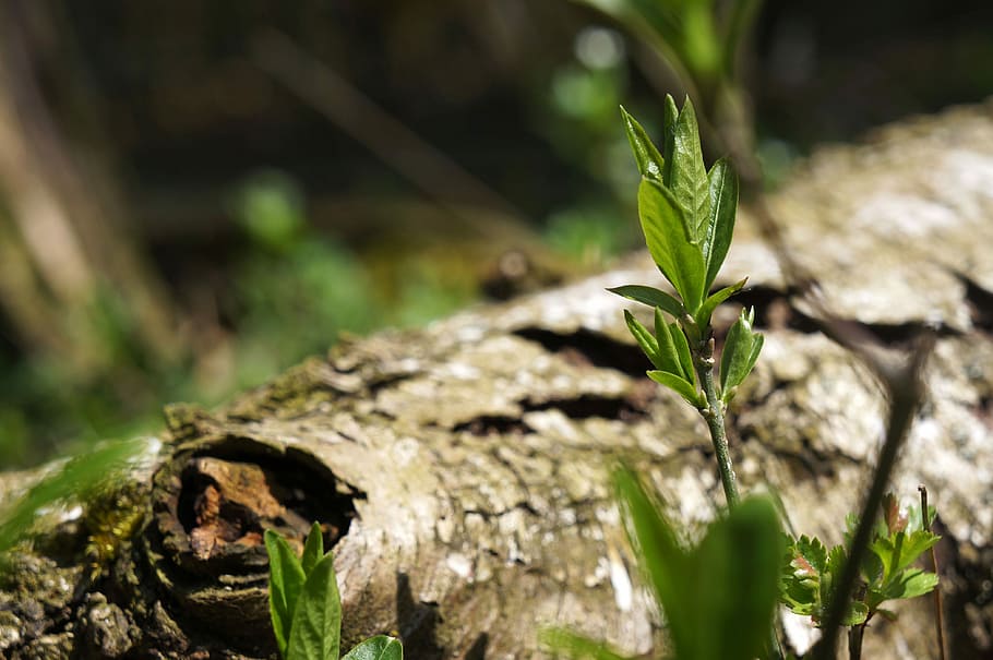 tree, nature, plant, green, brown, branch, bush, forest, log HD wallpaper