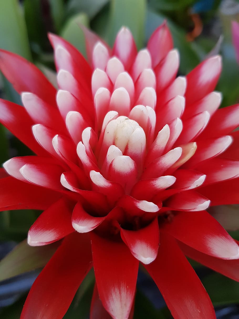 flower, tropical, exotic, flowering plant, close-up, petal HD wallpaper