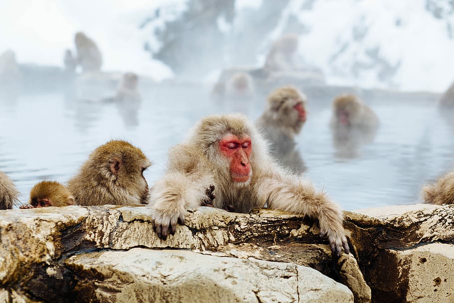 primates soaking in hot spring, red faced brown monkey on brown stone beside body of water, HD wallpaper