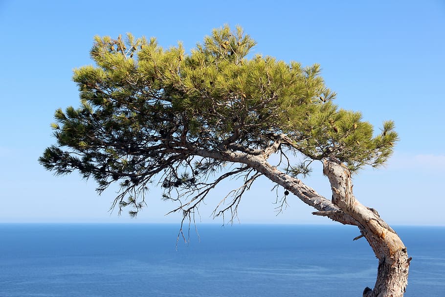 tree, water, sky, landscape, lake, wild, haunting, pine, conifer HD wallpaper