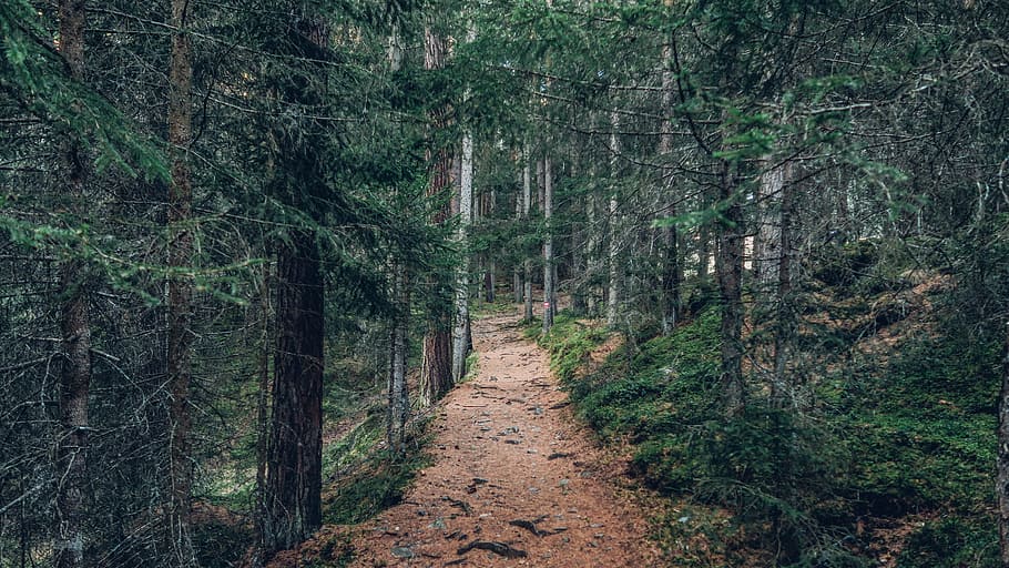 green forest during daytime, nature, outdoors, path, trail HD wallpaper
