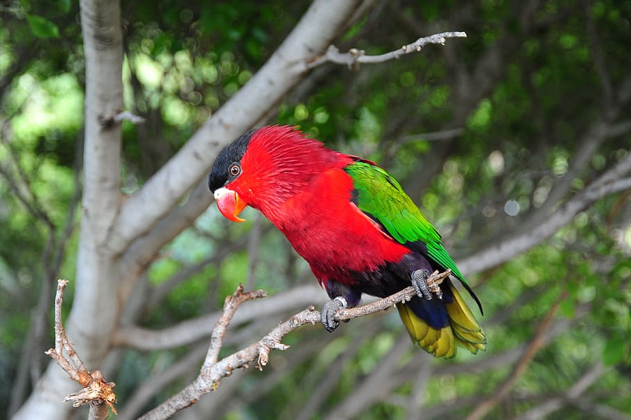 bird, tropics, parrot, animal themes, tree, vertebrate, animal wildlife HD wallpaper