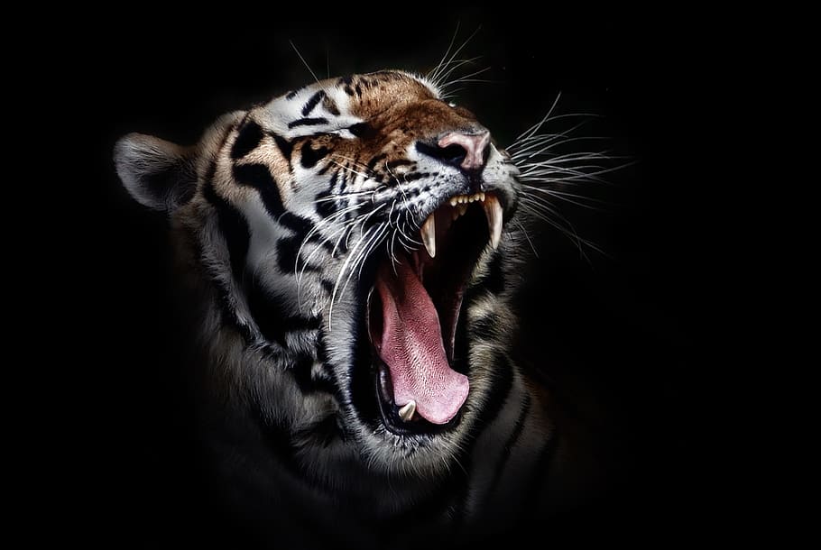 Angry tiger 1080P, 2K, 4K, 5K HD wallpapers free download | Wallpaper Flare