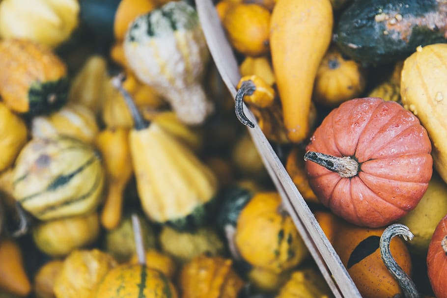 macro photography of fruits, selective focus photo of pumpkin HD wallpaper