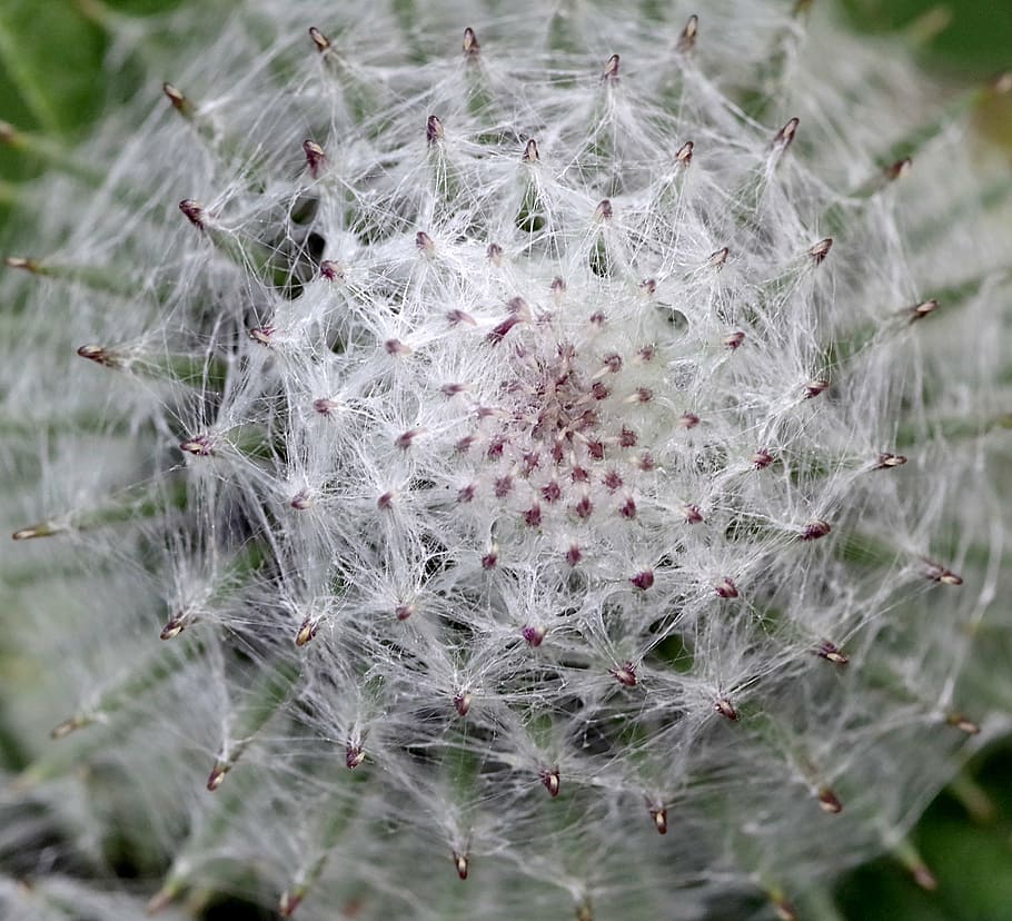burdock, flower, blooms, plant, grasshopper, nature, macro HD wallpaper