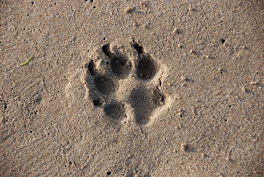 sand, desert, beach, seashore, footprint, sandy, dog, land HD wallpaper