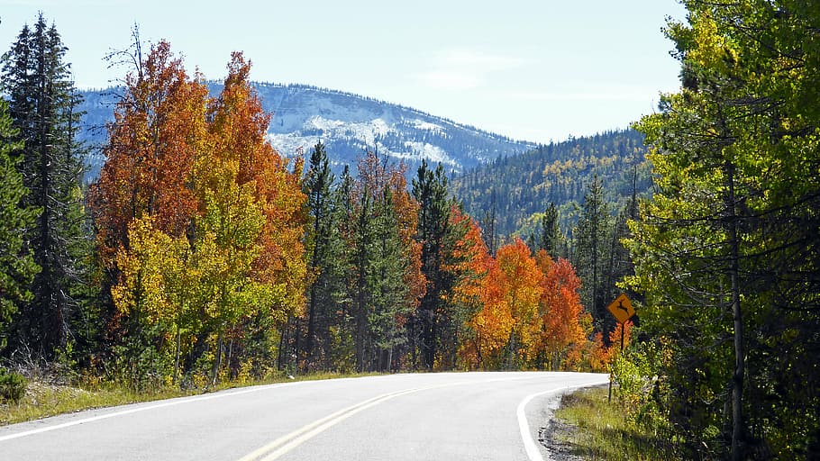 fall colors, highway, landscape, wilderness, scenery, natural HD wallpaper