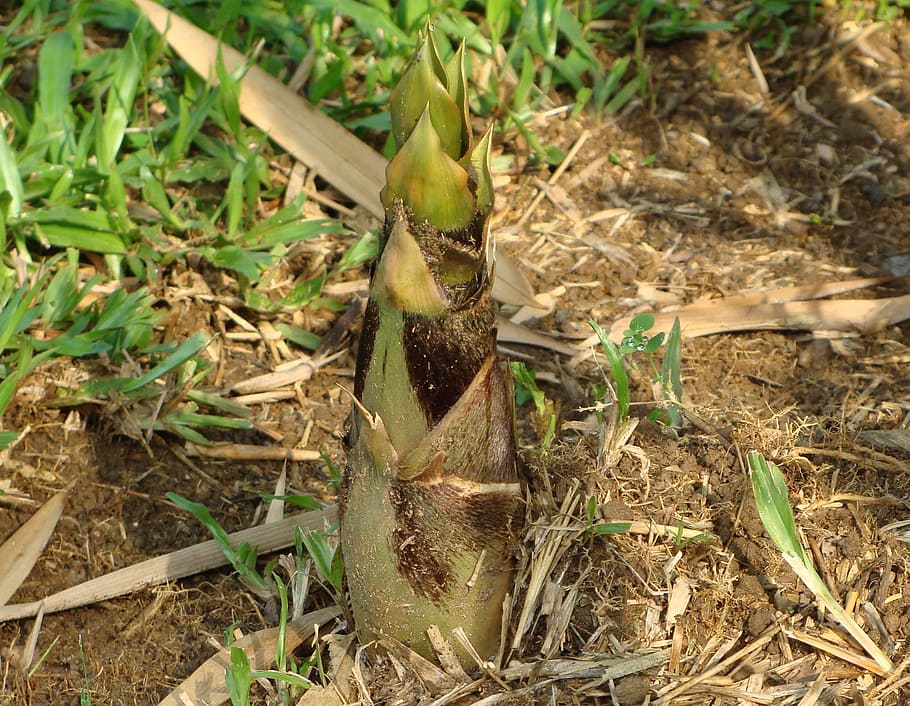 bamboo, bambusa vulgaris, giant buddha's belly, bamboo shoot, HD wallpaper