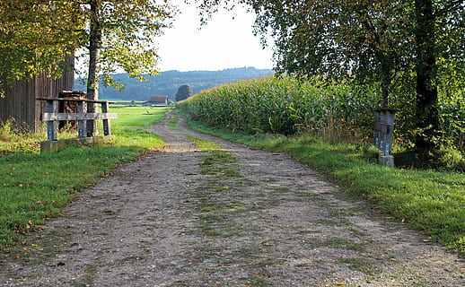 landscape, cornfield, lane, away, fields, agriculture, dirt track HD wallpaper