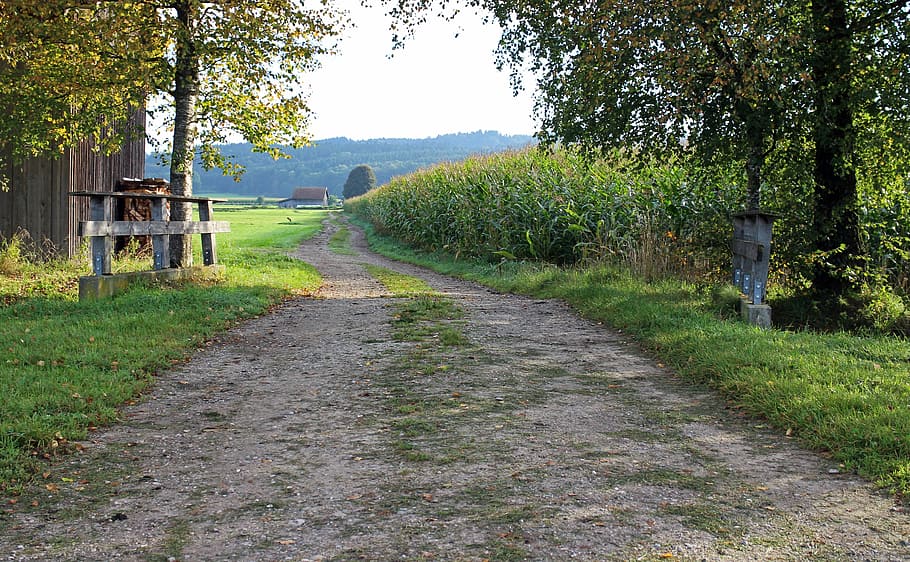 landscape, cornfield, lane, away, fields, agriculture, dirt track HD wallpaper
