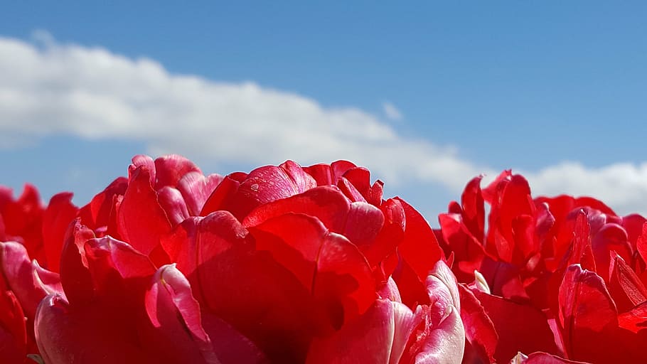tulp, rood, lucht, red, flower, flowering plant, beauty in nature HD wallpaper