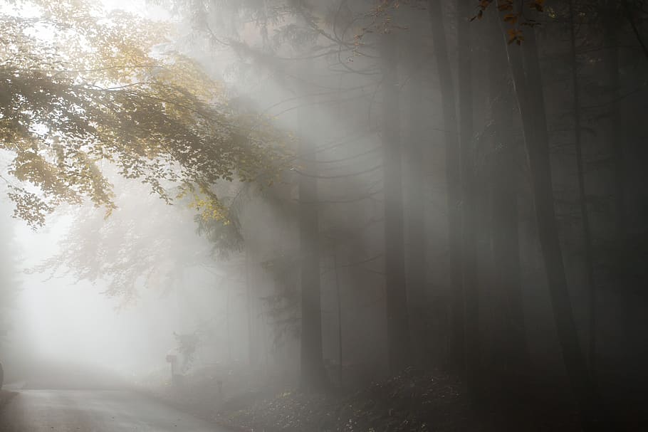 forest tree with fog during daytime, autumn, light, nature HD wallpaper