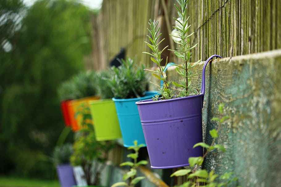 selective focus of green leaf plant on hanged pot, flowerpot