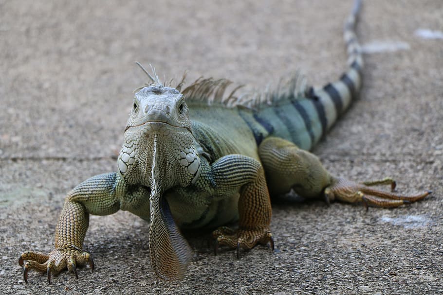 Iguana, Lizard, Reptile, Scaled, Hulk, scaled hulk, sauri, spur HD wallpaper