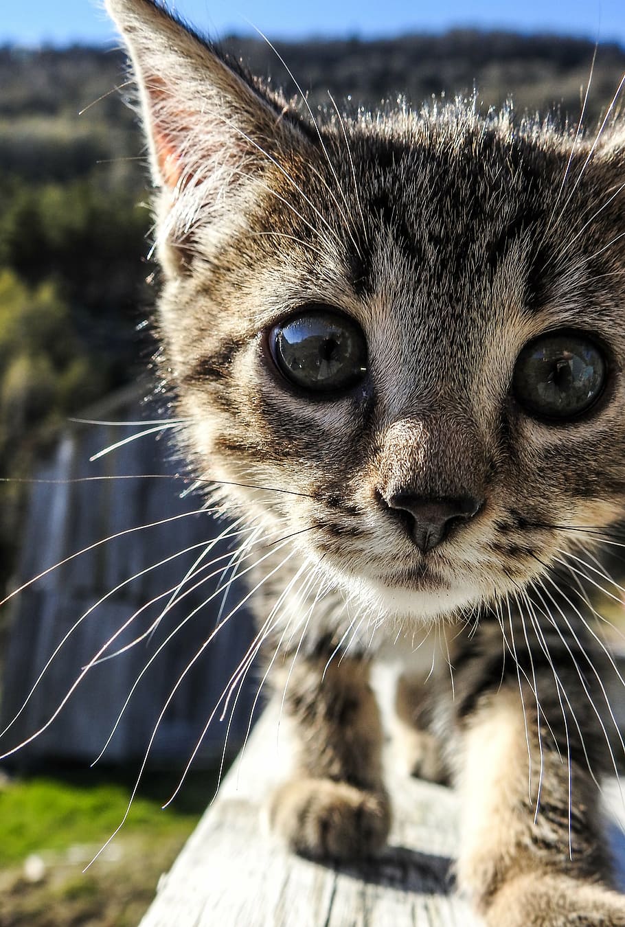 brown tabby cat, kitten, cute, pet, animal, kitty, domestic HD wallpaper